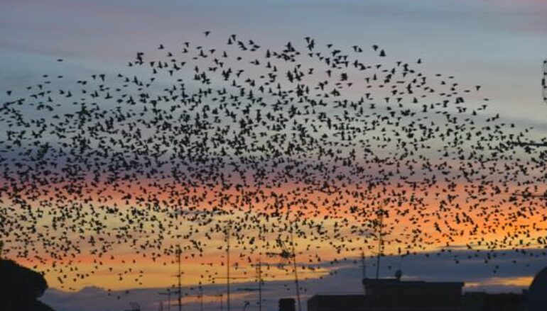 Foto Silvio Mencarelli: La natura non ha frontiere