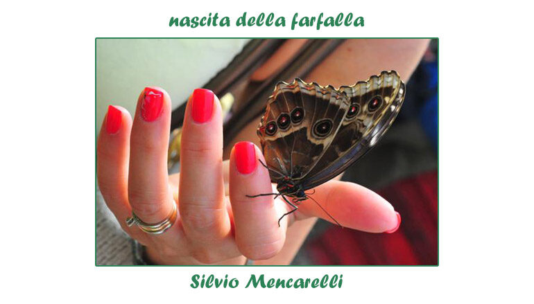 foto Silvio Mencarelli: nascita della farfalla