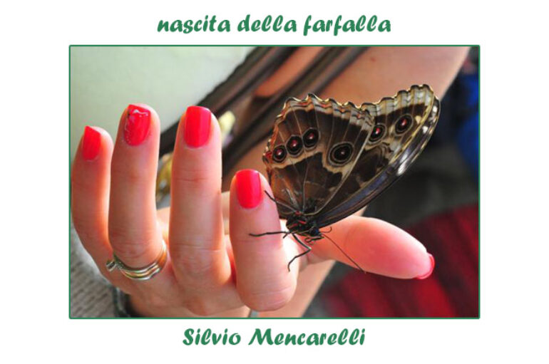 foto Silvio Mencarelli: nascita della farfalla