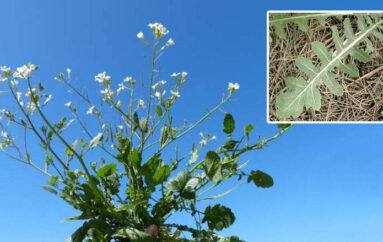 L’amaro…in bocca