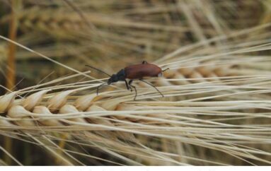 Foto Antonietta Parente: grano per tutti