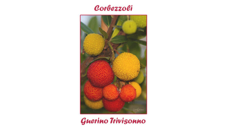 Foto: Guerino Trivisonno – Corbezzoli