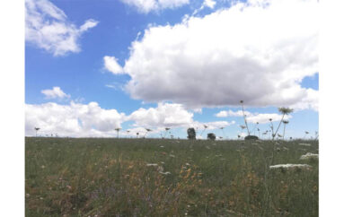 La sostenibilità ambientale