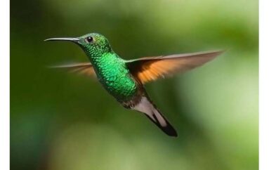 Il colibrì e le vertigini