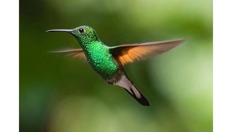 Il colibrì e le vertigini