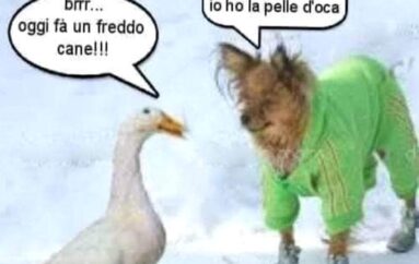 Storie di “gatti” … e di vampiri