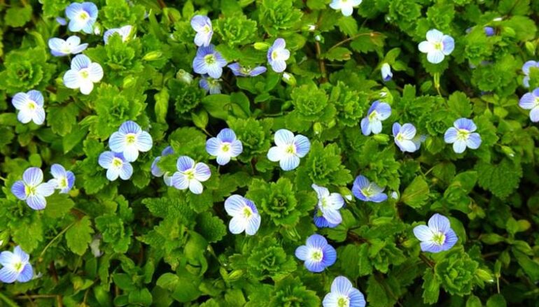 Un fiore per la settimana santa