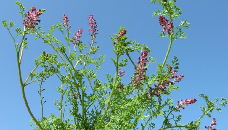 La pianta dei centenari