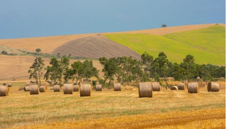 Foto: Guerino Trivisonno – Molise: è più facile far rotolare balle che teste!