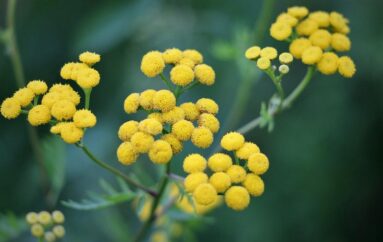 Il fiore sempre vivo