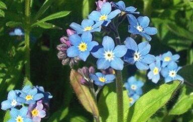 Un fiore per i nonni