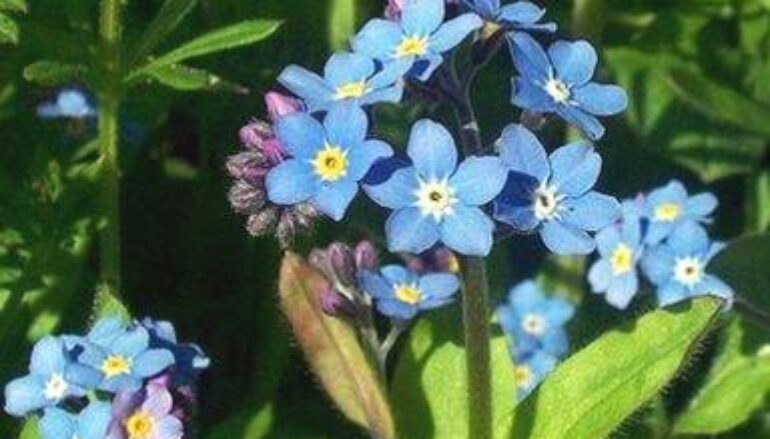 Un fiore per i nonni