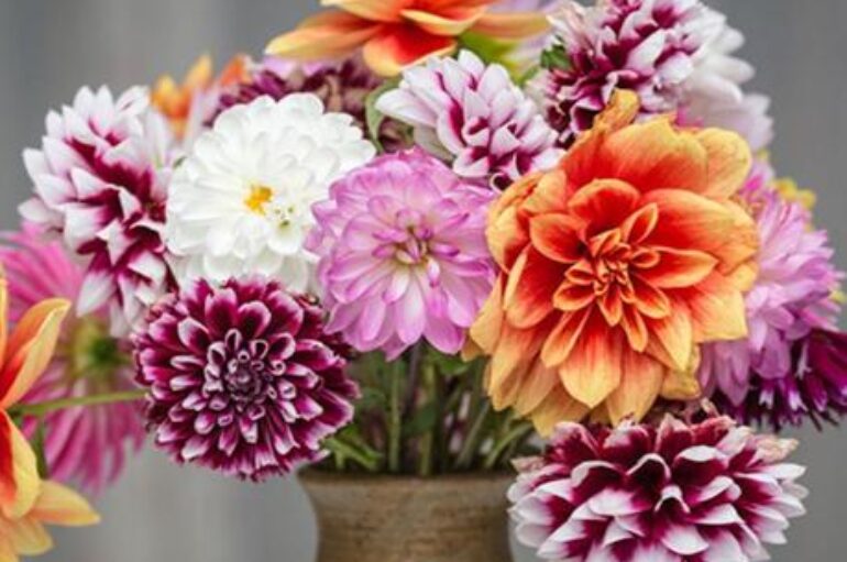 Un’alternativa al crisantemo