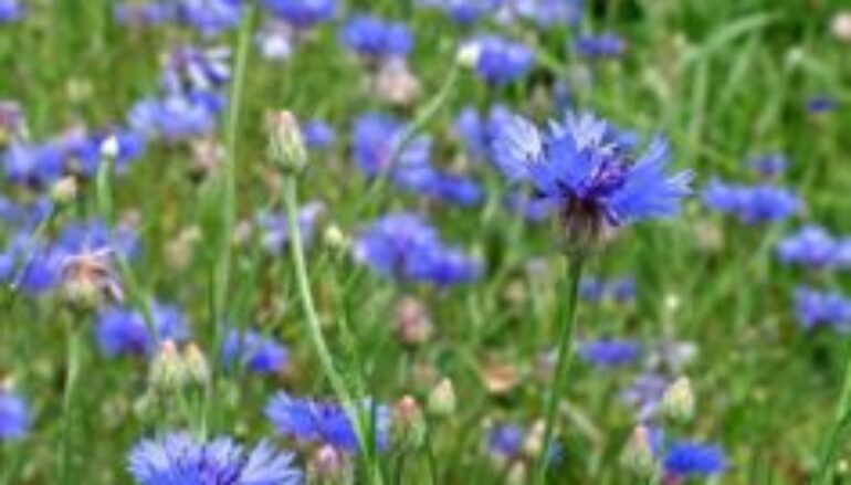 Azzurro fiordaliso