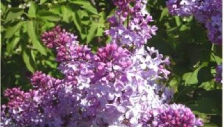 Un fiore del paradiso