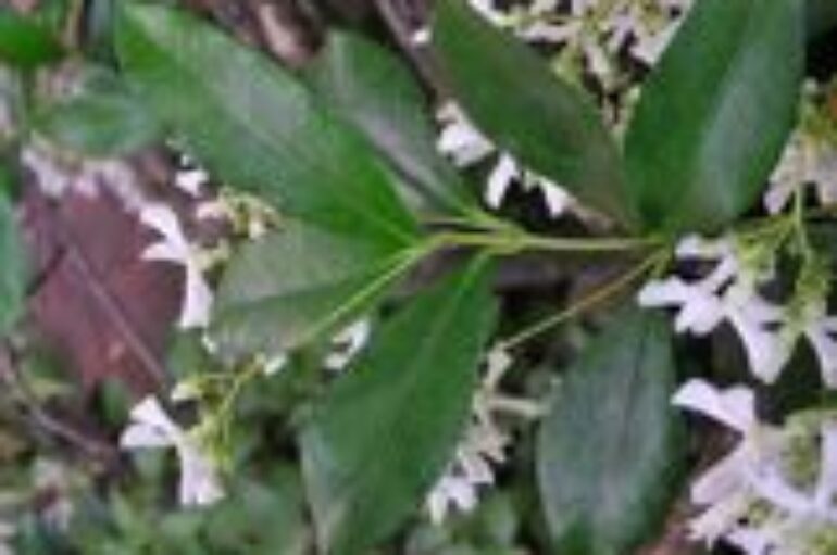 Il più profumato dei fiori?