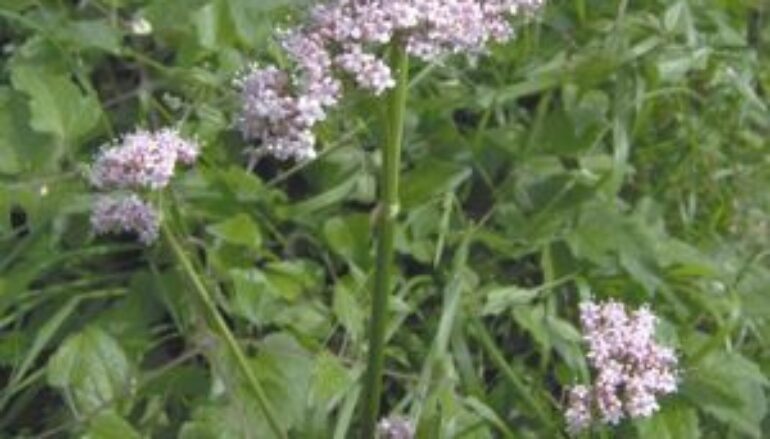 La scala di giacobbe