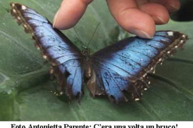 Foto Antonietta Parente: C’era una volta un bruco!