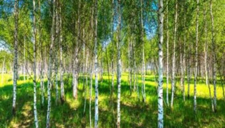 L’albero della primavera