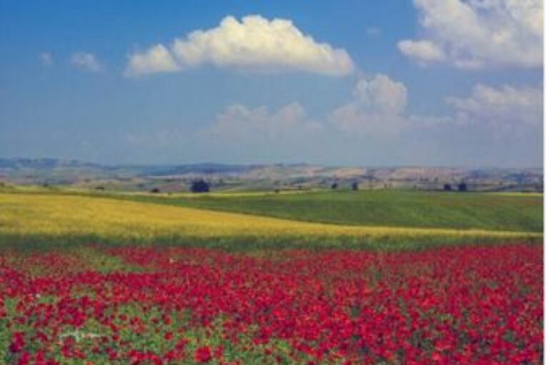 Guerino Trivisonno: nel Molise ci sono tanti papaveri!