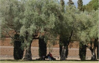 foto: “la natura dona pace” di Antonietta Parente