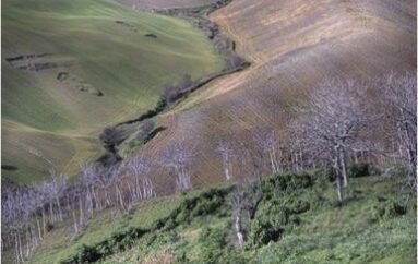 foto: “paesaggio” di Guerino Trivisonno