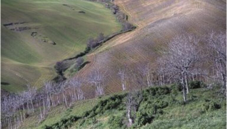 foto: “paesaggio” di Guerino Trivisonno