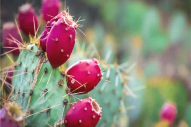 Coralli sulla pietra