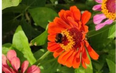 foto: “La delicatezza” di Antonietta Parente