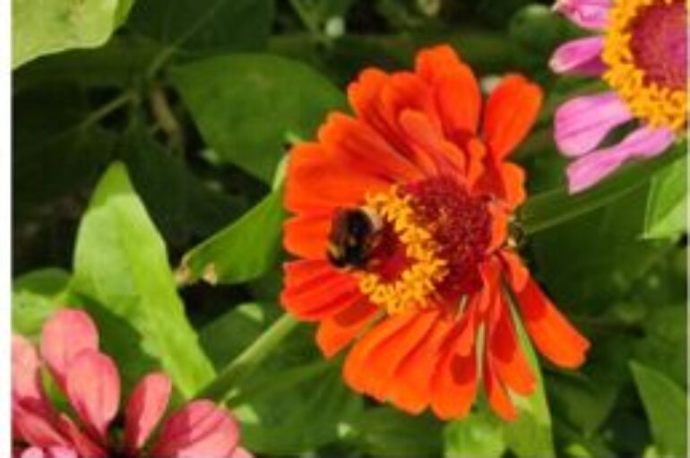 foto: “La delicatezza” di Antonietta Parente