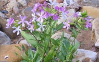 Un detergente naturale