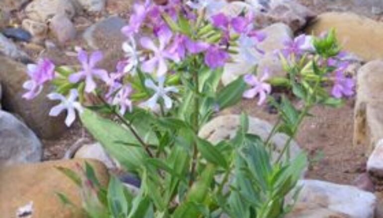 Un detergente naturale