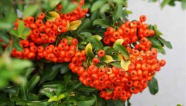 Una pianta per le decorazioni natalizie