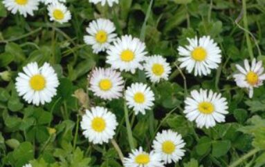 Un annuncio di primavera