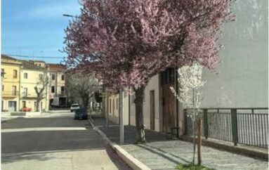 foto: “Montelongo in fiore” di Guerino Trivisonno
