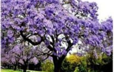 L’albero della biodiversità