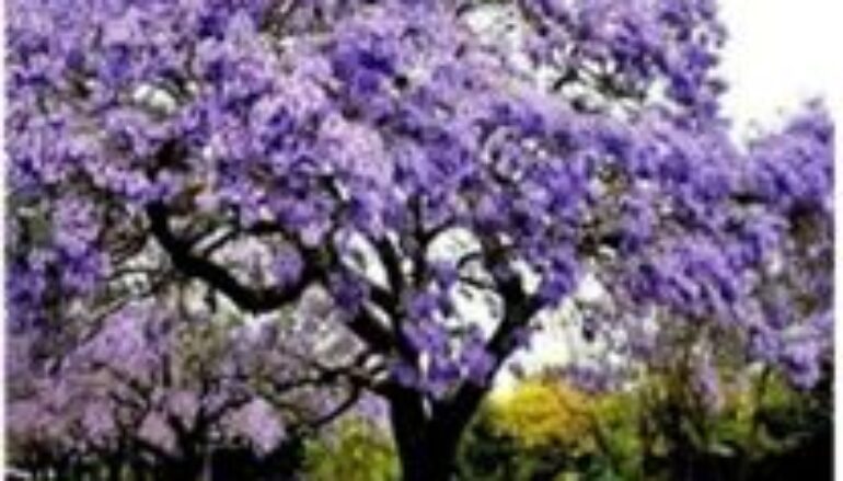 L’albero della biodiversità