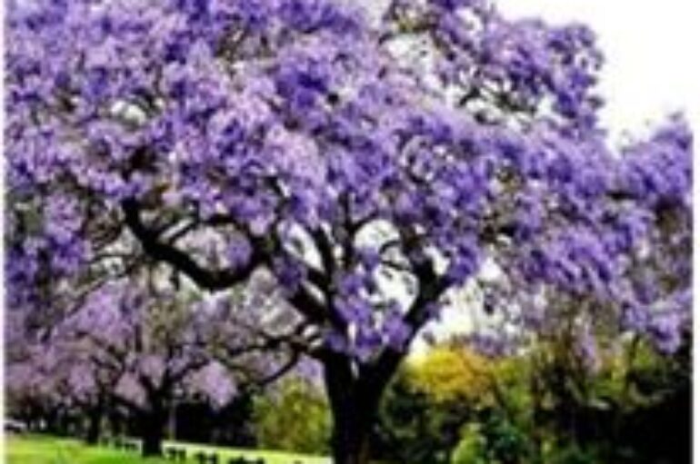 L’albero della biodiversità